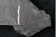 Foto (Detailansicht) von Odontopteris minor Brongniart (NHMW-GEO-2024-0188-10720)